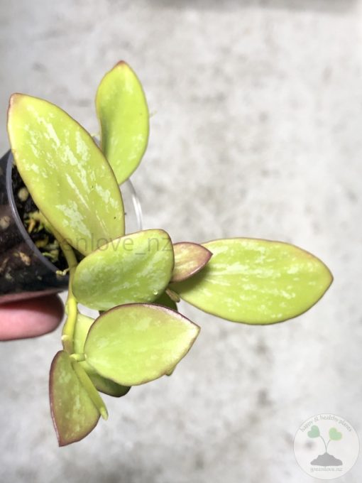 Hoya collina IR-26 sp Papua