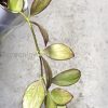Hoya collina IR-26 sp Papua