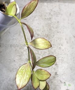Hoya collina IR-26 sp Papua