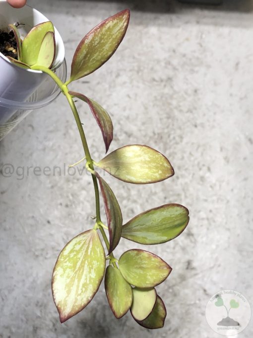 Hoya collina IR-26 sp Papua