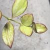 Hoya collina IR-26 sp Papua