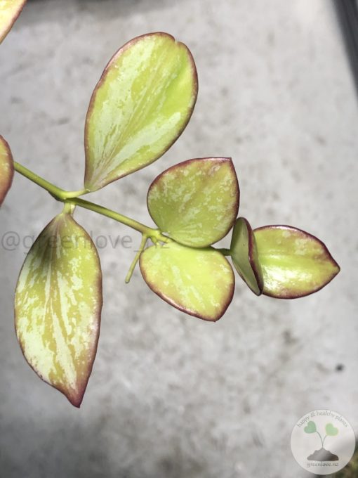 Hoya collina IR-26 sp Papua