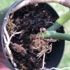 Scindapsus Officinalis Borneo