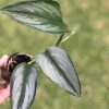 Scindapsus Officinalis Borneo