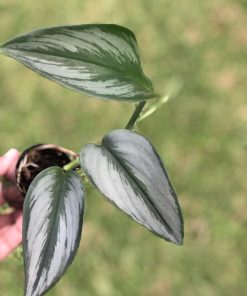 Scindapsus Officinalis Borneo