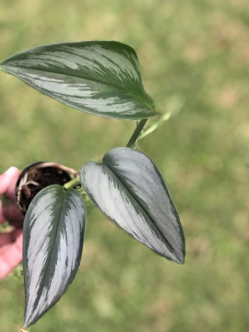 Scindapsus Officinalis Borneo