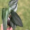 Scindapsus Officinalis Borneo