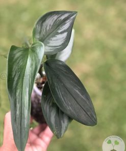 Scindapsus Officinalis Borneo