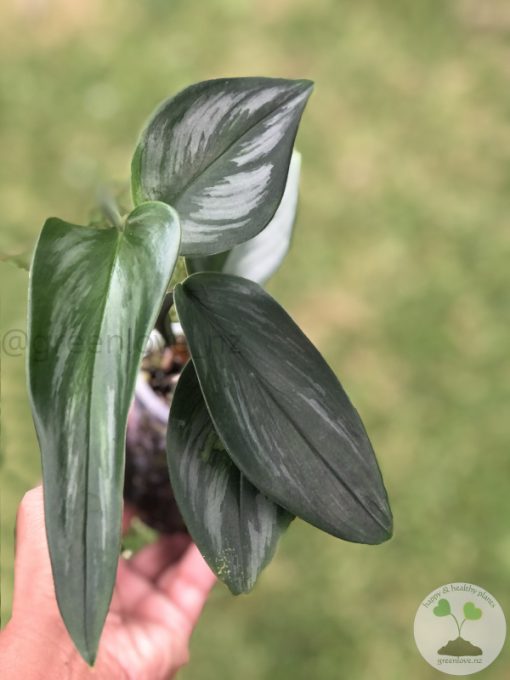 Scindapsus Officinalis Borneo