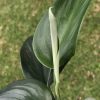 Scindapsus Officinalis Borneo