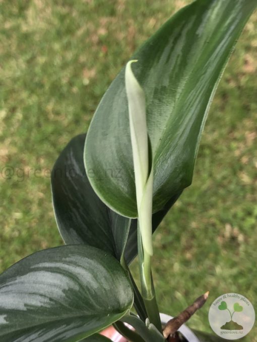 Scindapsus Officinalis Borneo