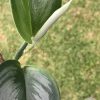 Scindapsus Officinalis Borneo