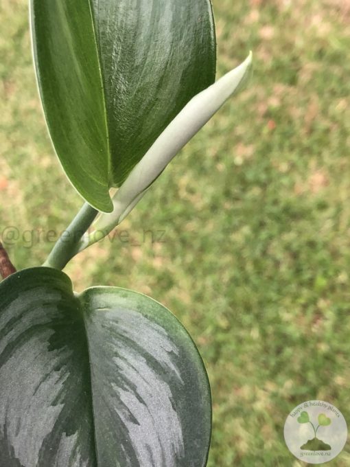 Scindapsus Officinalis Borneo