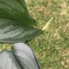 Scindapsus Officinalis Borneo