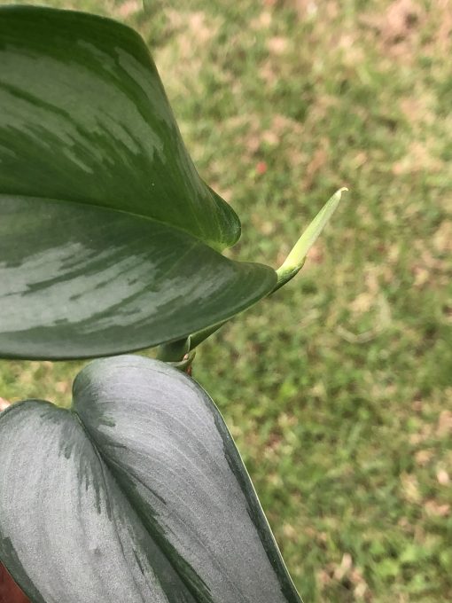Scindapsus Officinalis Borneo