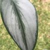 Scindapsus Officinalis Borneo