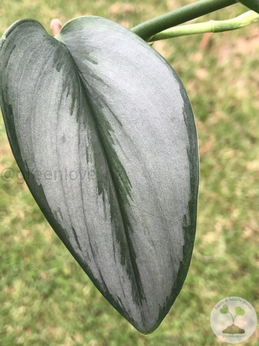 Scindapsus Officinalis Borneo
