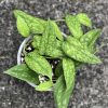 Rare Scindapsus Green Army (narrow)