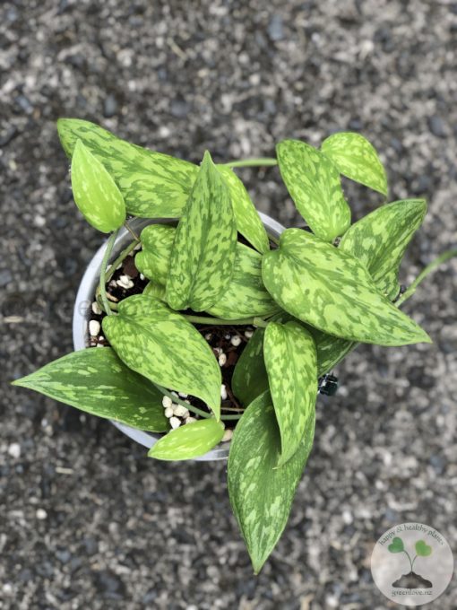 Rare Scindapsus Green Army (narrow)