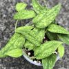 Rare Scindapsus Green Army (narrow)