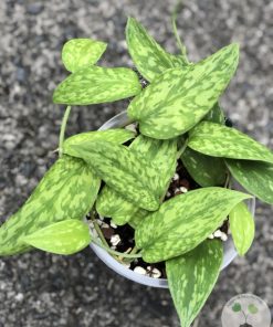Rare Scindapsus Green Army (narrow)