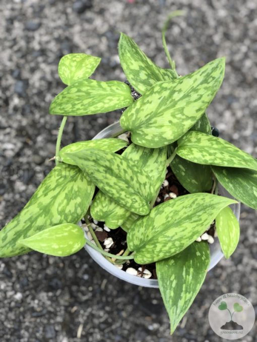 Rare Scindapsus Green Army (narrow)
