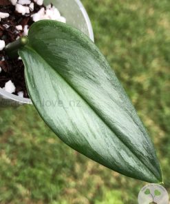 Scindapsus Officinalis Borneo
