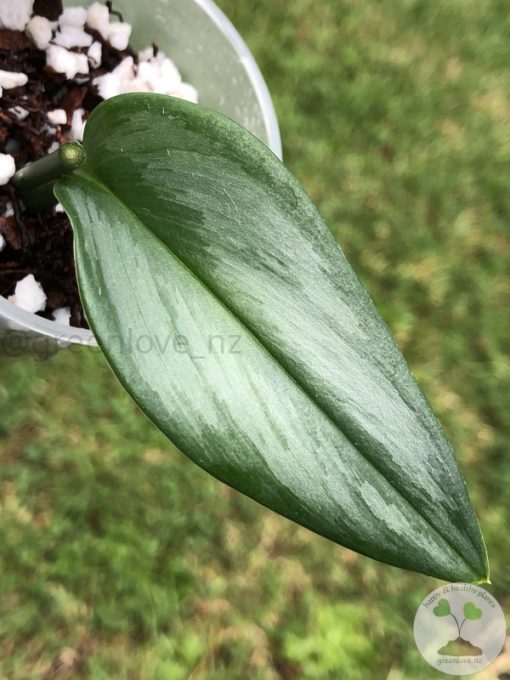 Scindapsus Officinalis Borneo