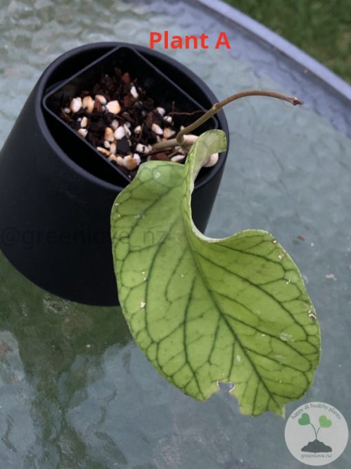 Hoya meridithii