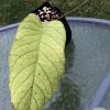 Hoya meridithii