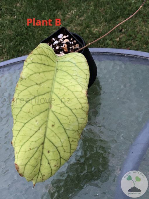 Hoya meridithii