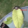 Hoya meridithii