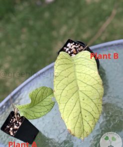 Hoya meridithii