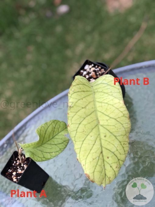 Hoya meridithii
