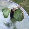 Hoya loyceandrewsiana (Dinner plate)