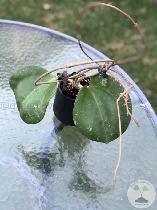 Hoya loyceandrewsiana (Dinner plate)