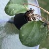 Hoya loyceandrewsiana (Dinner plate)