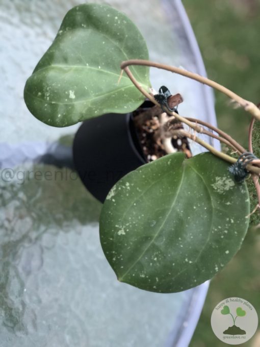 Hoya loyceandrewsiana (Dinner plate)