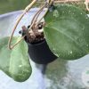 Hoya loyceandrewsiana (Dinner plate)