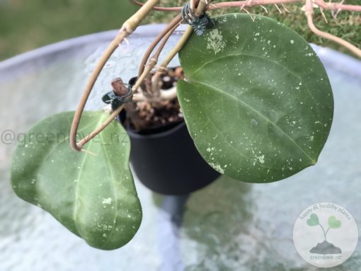 Hoya loyceandrewsiana (Dinner plate)