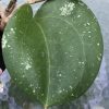 Hoya loyceandrewsiana (Dinner plate)