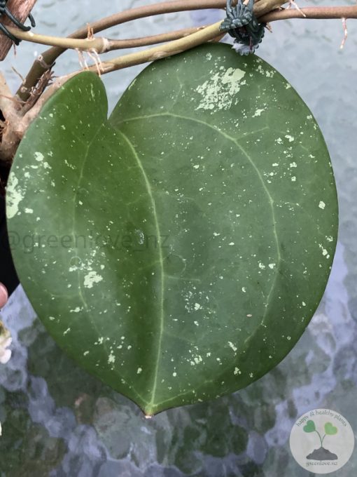 Hoya loyceandrewsiana (Dinner plate)