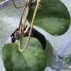 Hoya loyceandrewsiana (Dinner plate)