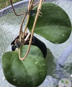 Hoya loyceandrewsiana (Dinner plate)
