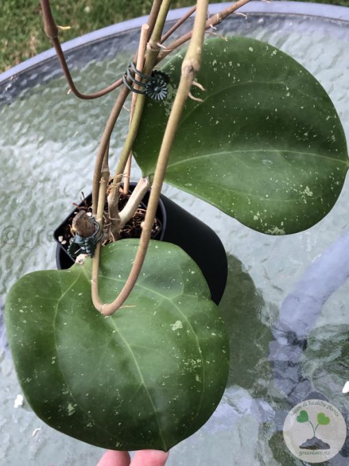 Hoya loyceandrewsiana (Dinner plate)
