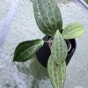 Hoya Latifolia