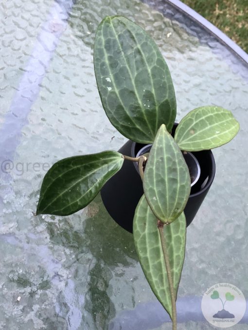 Hoya Latifolia