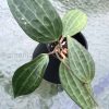 Hoya Latifolia
