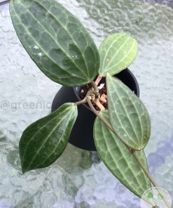 Hoya Latifolia