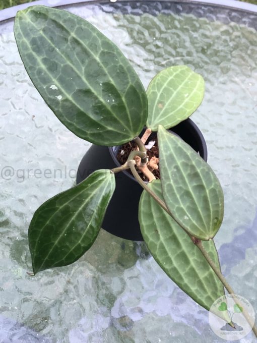 Hoya Latifolia